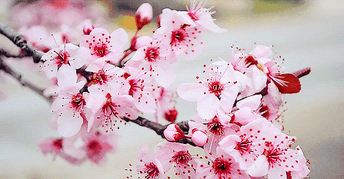 “路边的野花不要采”，因为有毒！