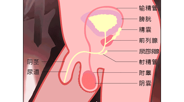 为什么男生的蛋蛋不能踢 趣网精选 微信公众号文章阅读 Wemp