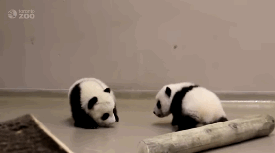 真的是一来就成为了动物园的大明星~大家都兴冲冲去动物园看熊猫