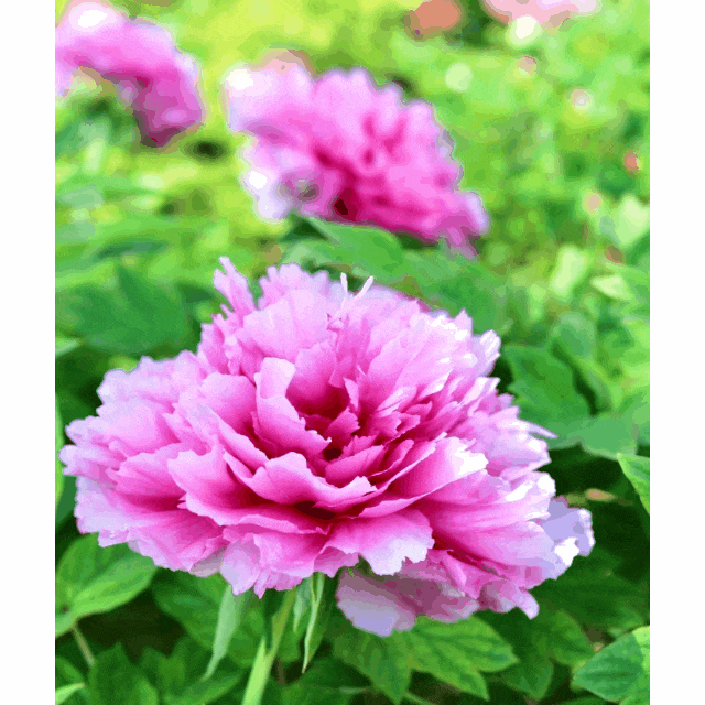 四月的头一份浪漫我选洛阳