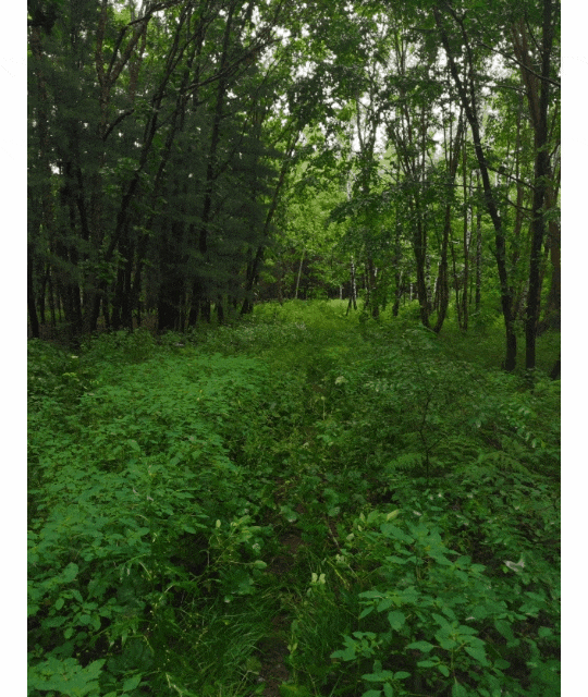 图:小红书@郑的漱芳斋在上甘岭溪水公园,走一走木栈道,穿越原始森林.