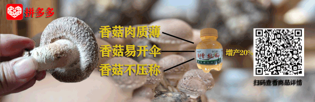 尖眼菌蚊 平菇的厉眼蕈蚊及真菌瘿蚊的防治