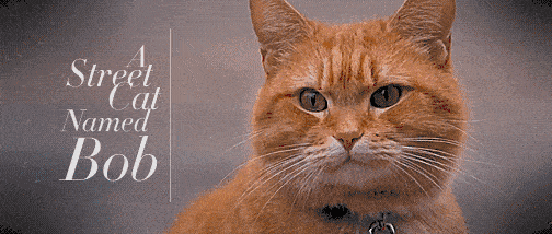 2016年,导演罗杰·斯波蒂伍德将其改编成电影《流浪猫鲍勃》