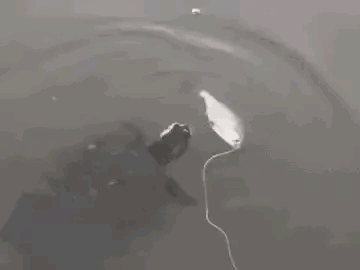 全网所有网络项目总结！（深度干货，建议收藏）(图15)