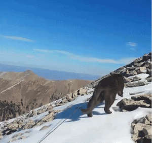 米國一只超猛的貓咪，天生熱愛冒險，勇敢攀爬高峰，最厲害的是... 萌寵 第14張