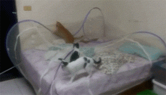 為了防貓上床，她專門買了蚊帳，結果卻成了巨型貓抓板  | 小哈說事 職場 第9張
