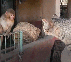 被遺棄的獨臂小猴活在陰影之下，直到一隻貓出現… 寵物 第8張