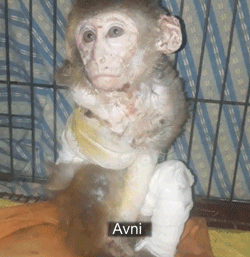 被遺棄的獨臂小猴活在陰影之下，直到一隻貓出現… 寵物 第4張