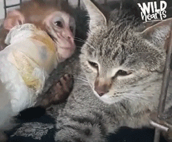 被遺棄的獨臂小猴活在陰影之下，直到一隻貓出現… 寵物 第6張