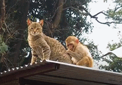 被遺棄的獨臂小猴活在陰影之下，直到一隻貓出現… 寵物 第9張