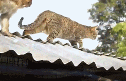 被遺棄的獨臂小猴活在陰影之下，直到一隻貓出現… 寵物 第7張