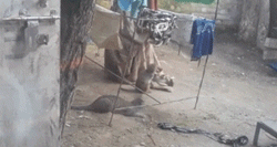 被遺棄的獨臂小猴活在陰影之下，直到一隻貓出現… 寵物 第11張