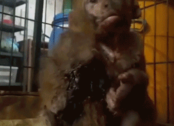 被遺棄的獨臂小猴活在陰影之下，直到一隻貓出現… 寵物 第3張