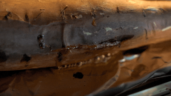 天一冷，甜到全网流口水的它们就登场了