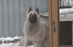 真喜庆!小柴犬自创“舞狮”动作,太可爱啦!~-微信头条网 真喜庆!小柴犬自创“舞狮”动作,太可爱啦!~