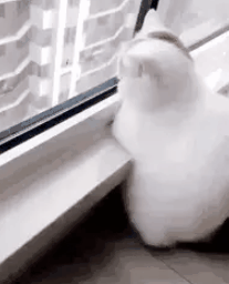 猫咪咬死老鼠还“恶心”铲屎官,只因为一句“可怜”…-微信头条网 猫咪咬死老鼠还“恶心”铲屎官,只因为一句“可怜”…