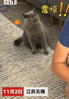 猫咪咬死老鼠还“恶心”铲屎官,只因为一句“可怜”…-微信头条网 猫咪咬死老鼠还“恶心”铲屎官,只因为一句“可怜”…