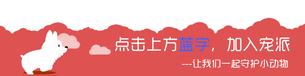 今天,我被一只狗狗的眼神给“镇住”了…-微信头条网 今天,我被一只狗狗的眼神给“镇住”了…