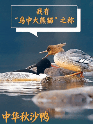 中华秋沙鸭.gif
