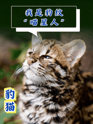 豹猫.gif
