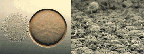 



永不发臭的日本抗菌除螨毛巾，比纯棉毛巾好用10000倍，3秒吸干1斤水！家里毛巾该升级了
