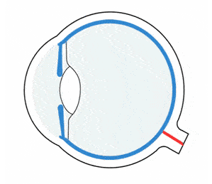 眼科生物测量仪怎么看认识眼轴生物测量仪，科学精准配镜！_https://www.jmylbn.com_新闻资讯_第8张