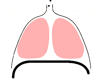 自由潜 超体 之二 核心的呼吸你会了吗 海立方潜水 微信公众号文章阅读 Wemp