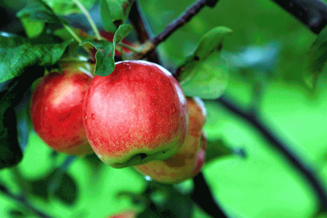 菌肥 生物菌肥 微生物菌肥 微生物菌剂