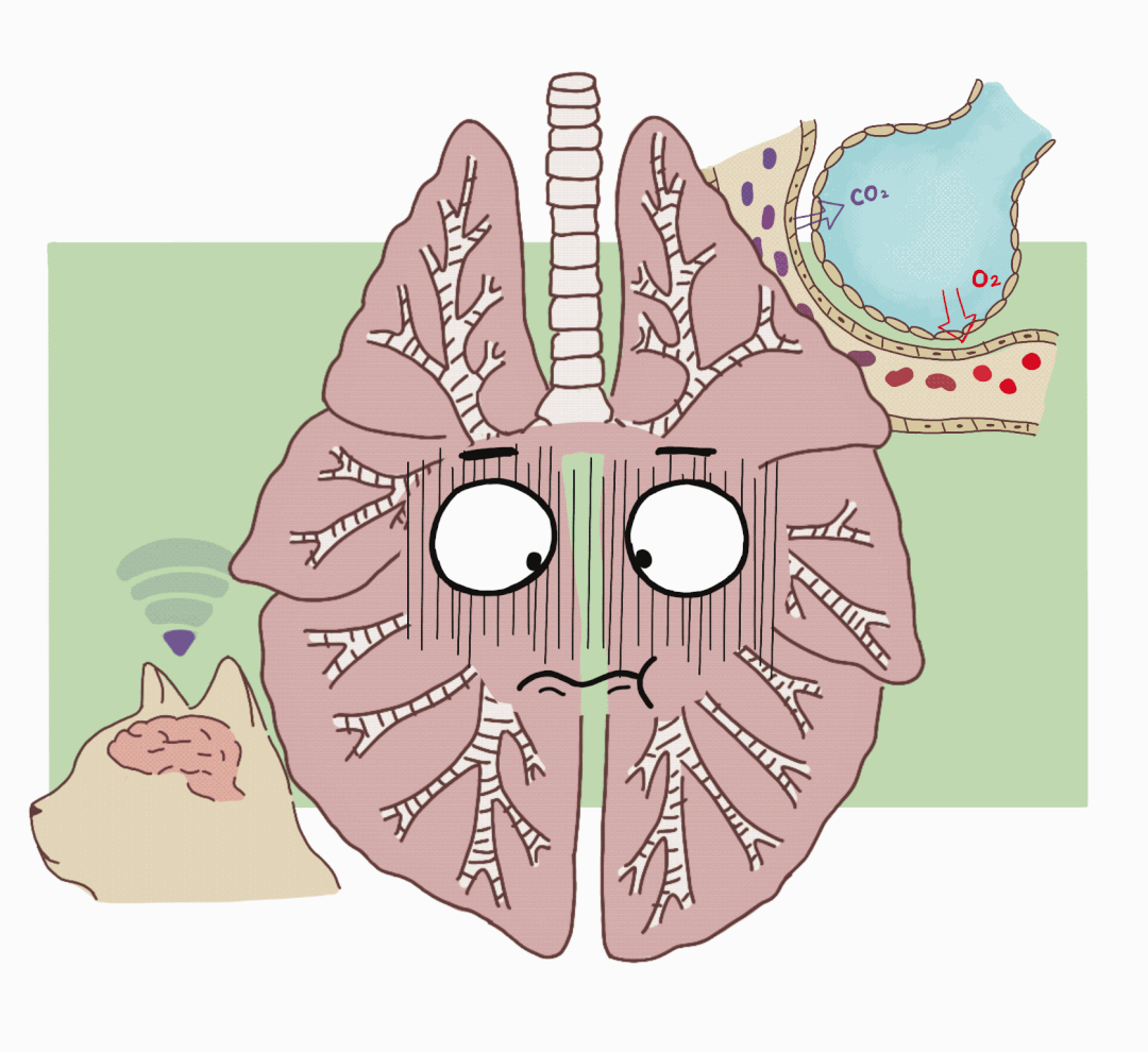 动物怎么麻醉麻醉时，毛孩子是怎么“睡着”又“醒来”的？_https://www.jmylbn.com_新闻资讯_第4张