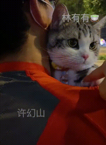 媽呀！因為《三十而已》，貓的風評逐漸被害！  尋夢寵物