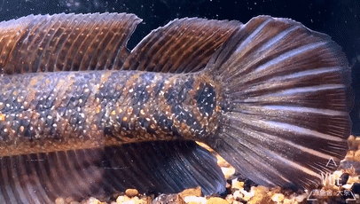 鲸奇报告珍珠赤雷龙国产雷龙得骄傲