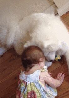 微笑天使萨摩耶有多疗愈？看完这13张照片都被电晕啦！