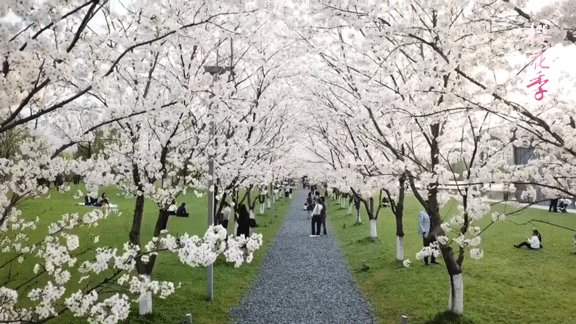 3月最佳旅行地 | 7元嗦粉、5元坐船、0元看花海，中国有的是好看又好吃的地方！