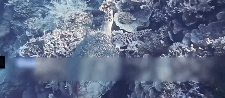 南极惊现绿雪，海象集体跳崖，2200万人流离失所，一场危机正在临近（组图） - 59