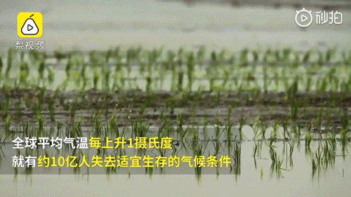 南极惊现绿雪，海象集体跳崖，2200万人流离失所，一场危机正在临近（组图） - 61