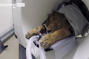 动物拍片腹部怎么摆给小动物做CT是种什么体验？狮子：我被看光了！_https://www.jmylbn.com_新闻资讯_第2张