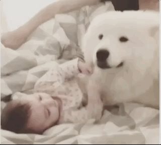 外国夫妇养了一堆萨摩耶和两个女儿，那画面简直要把心融化掉啊...