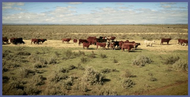 澳洲肉协MLA推出首个“整牛项目计划”，助力商业价值最大化