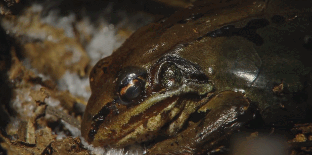 一到冬天就吃瘪，-25℃下电车还能动得了吗？的图4