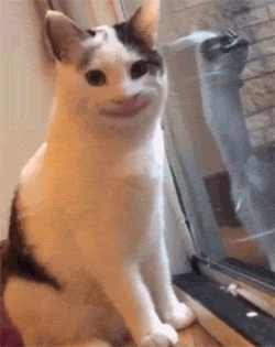 愛貓的人也這麼狡詐的嗎？ 寵物 第20張