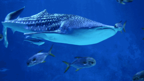 尼莫船长_海底两万里尼莫船长_尼莫船长是一个怎样的人