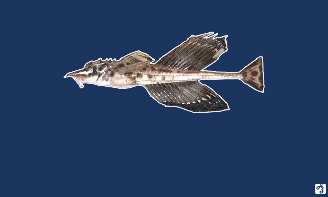 舌尖品位的升级之旅 顶级食材的解析 八角鱼 活牡丹虾 前百海胆 大众点评no 1的日料店绝对打破你的传统认知 杭州生活