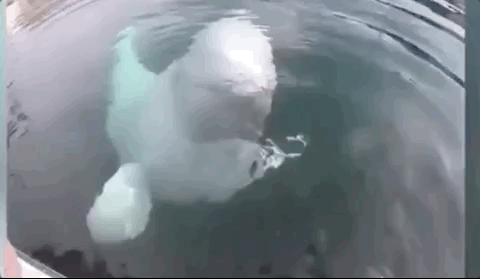 ���ڶ���˹������Ű������Щ�ꡭ��