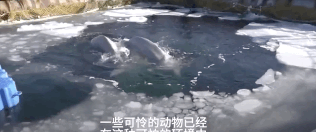 ���ڶ���˹������Ű������Щ�ꡭ��