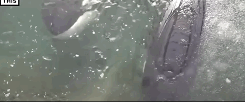 ���ڶ���˹������Ű������Щ�ꡭ��