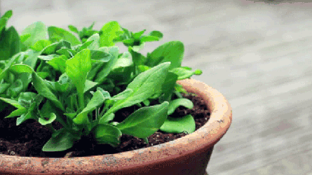 给植物喂点“补品”，养的茂盛绿油油