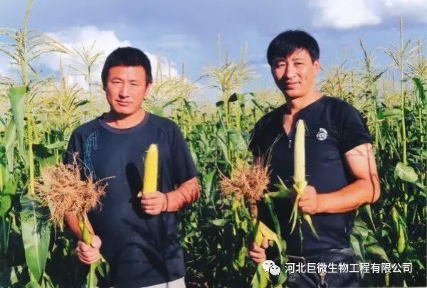 根生则生 根亡则亡 作物一定要会养根 护根 河北巨微生物工程有限公司