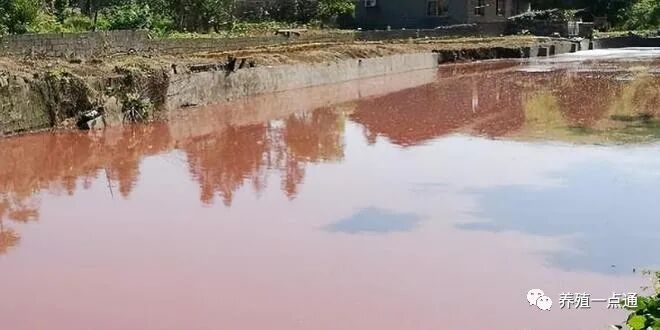 鱼塘水色好坏图片，看鱼塘水色辨水质