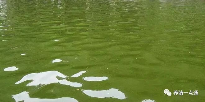 鱼塘水色好坏图片，看鱼塘水色辨水质