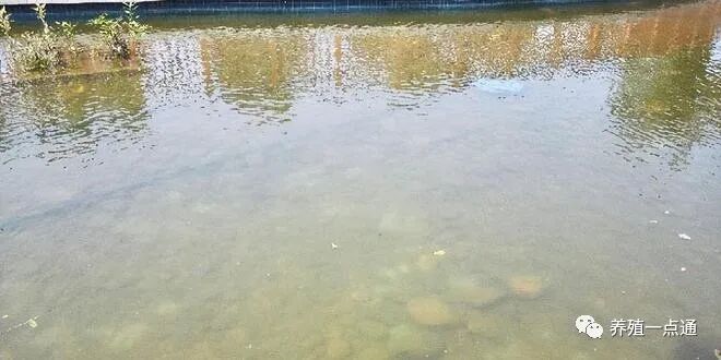 鱼塘水色好坏图片，看鱼塘水色辨水质